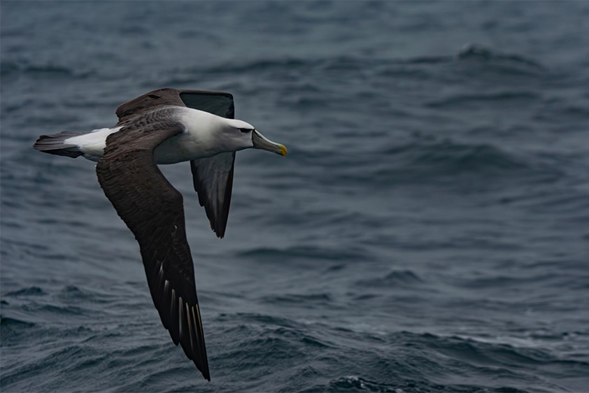 Alberto Sastre whale watching guide in Husavik, Iceland with Gentle Giants, and Dunedin, New Zealand