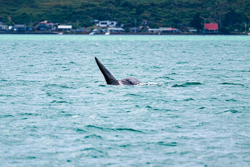 Alberto Sastre whale watching guide in Husavik, Iceland with Gentle Giants, and Dunedin, New Zealand