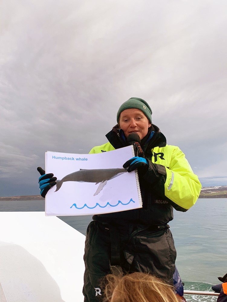 Gentle Giants Husavik Whale Watching Job Openings Iceland