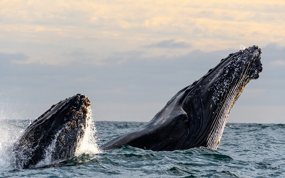 Gentle Giants passionate guides working whale watching all over the world, from Husavik Iceland