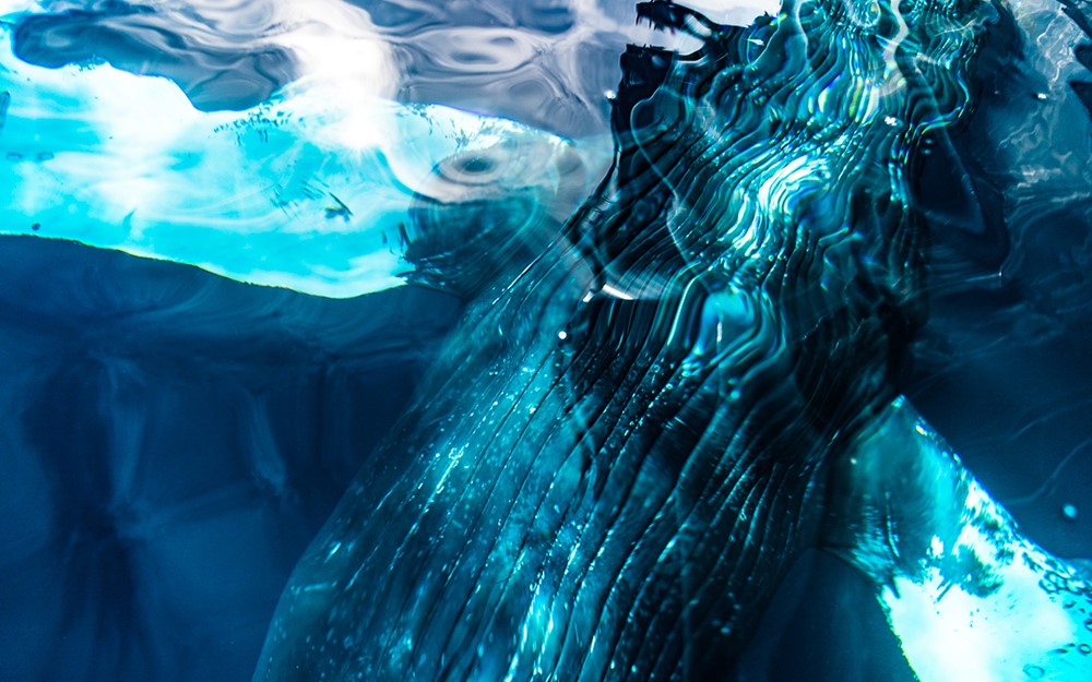 Gentle Giants passionate guides working whale watching all over the world, from Husavik Iceland