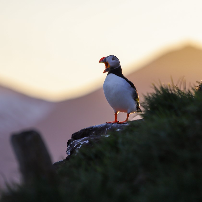 Puffins Skjalfandi Bay
