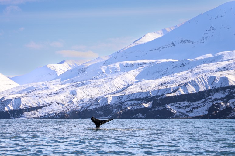 humpback diving, lifting flukes