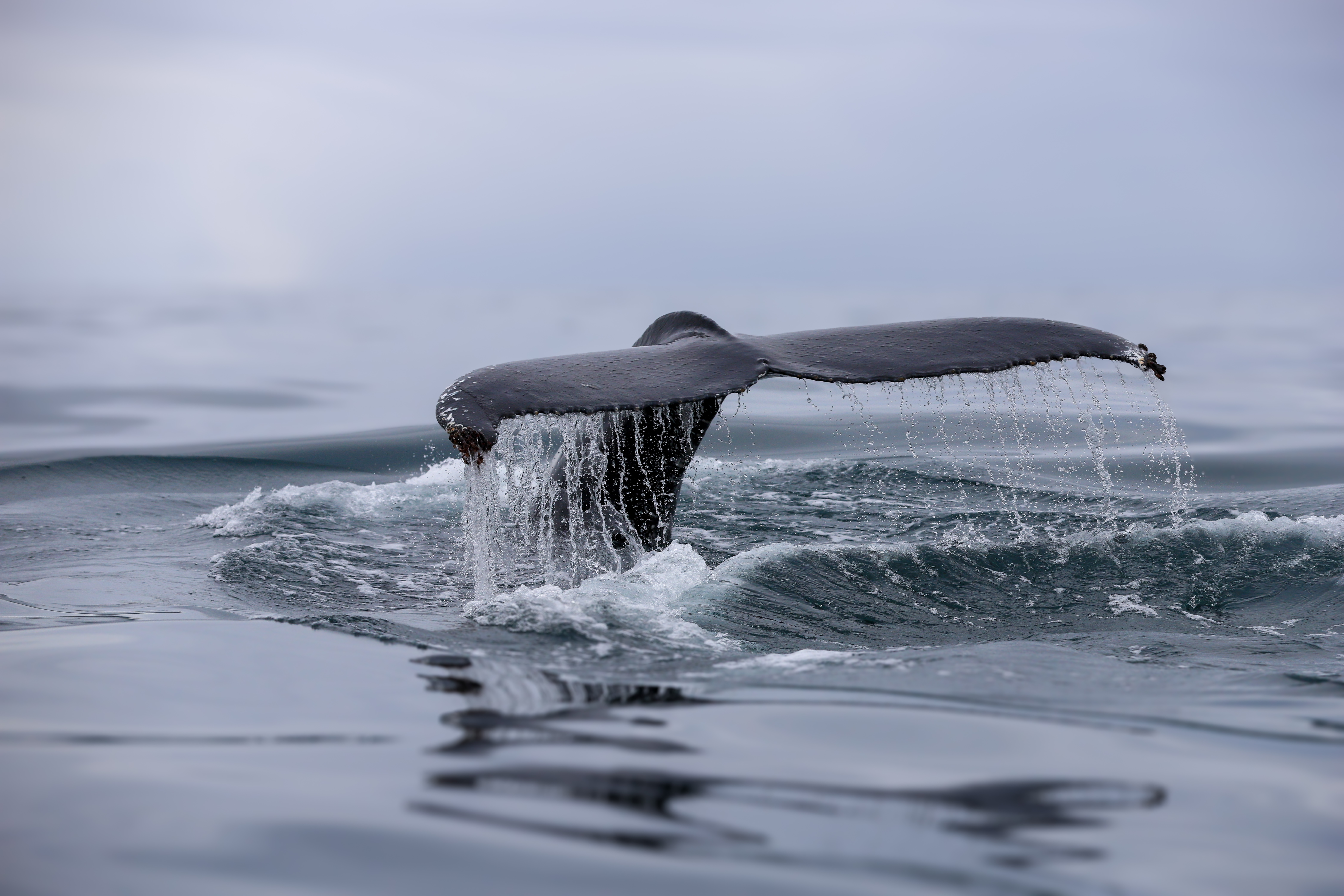 A PERFECTLY PLANNED JOURNEY | Gentle Giants Whale Watching Husavik Iceland