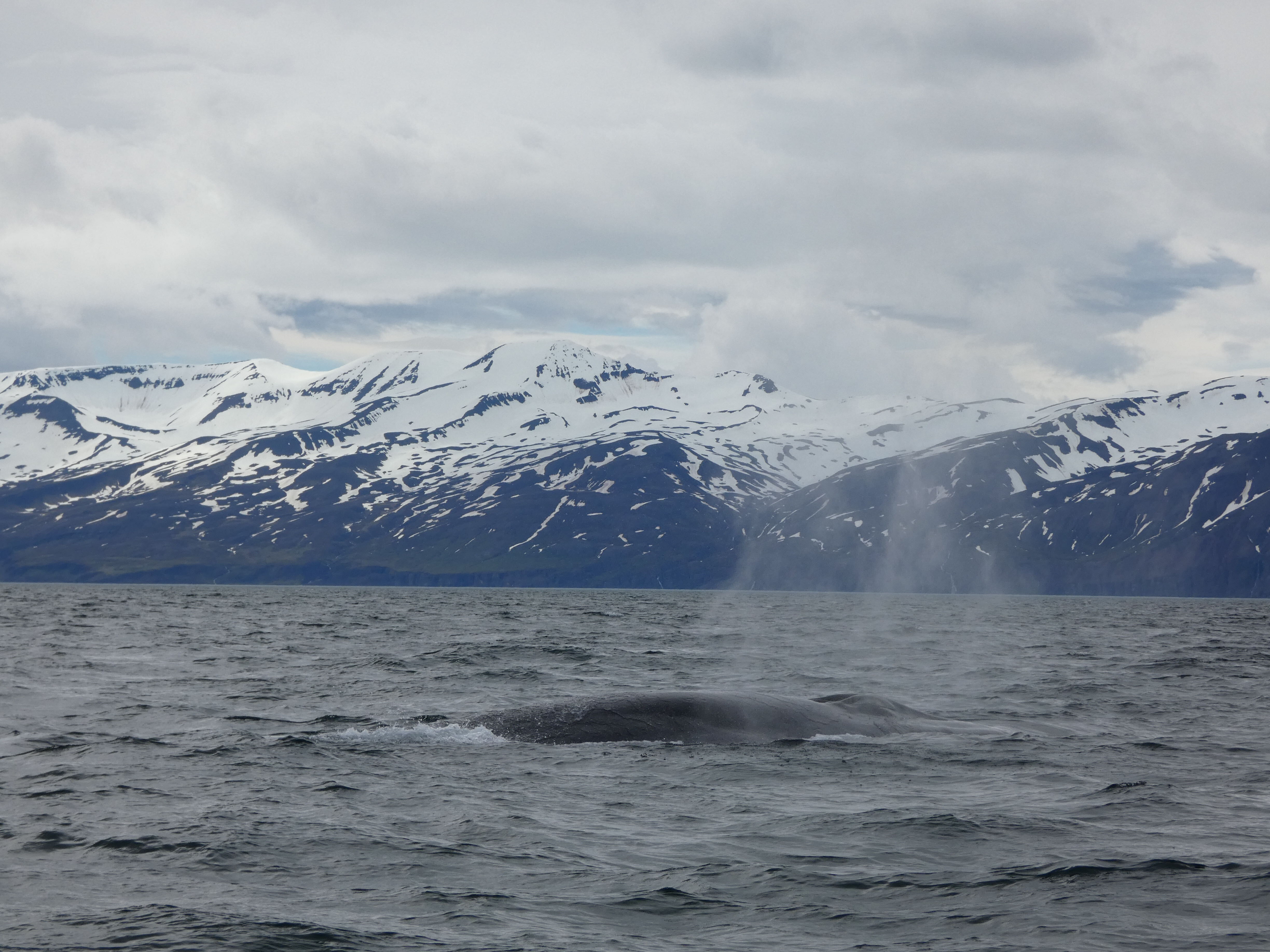 OUR FRIEND, THE HYBRID, IS BACK! | Gentle Giants Whale Watching Husavik ...
