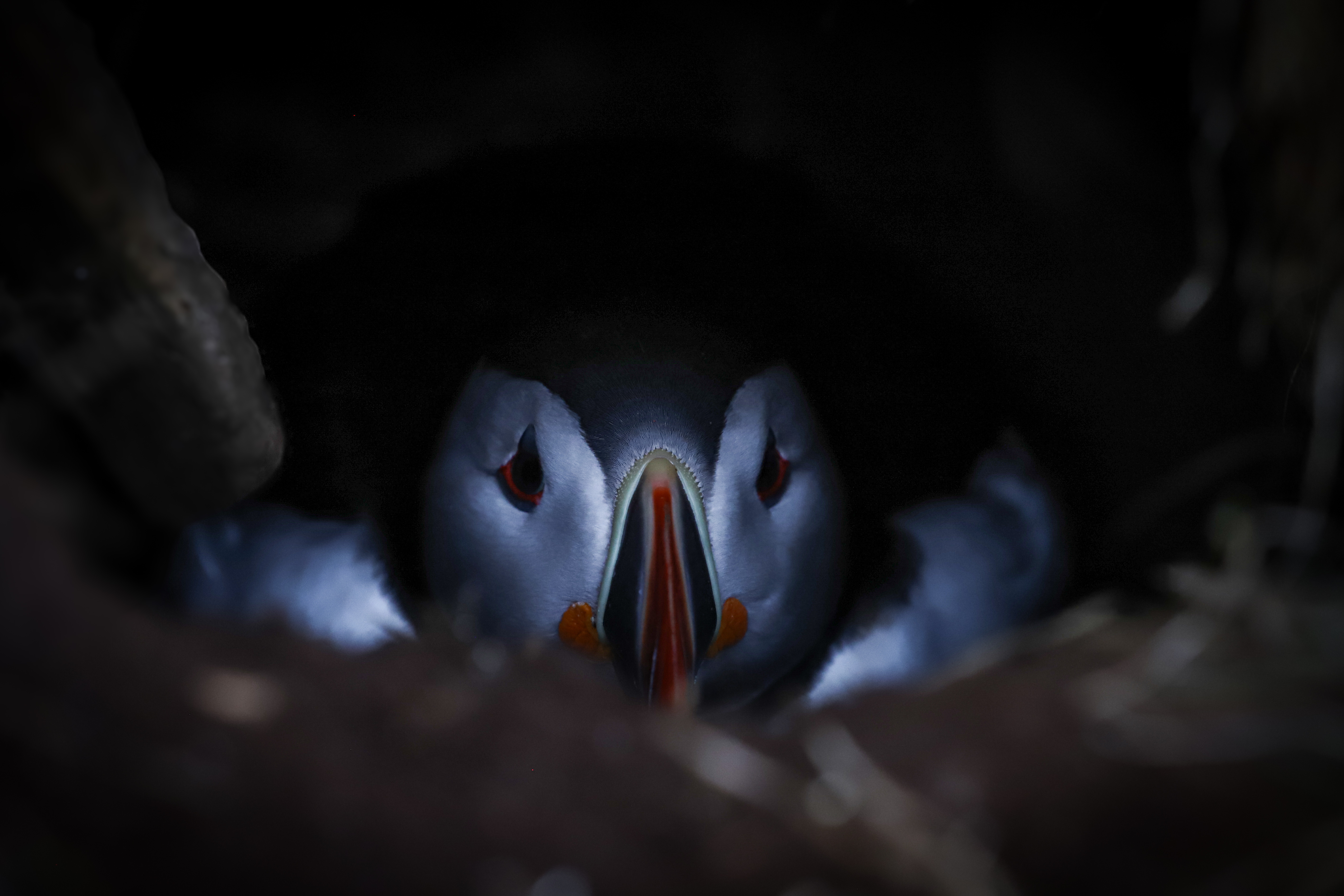 THE FASCINATING WORLD OF BIRD NESTS | Gentle Giants Whale Watching ...