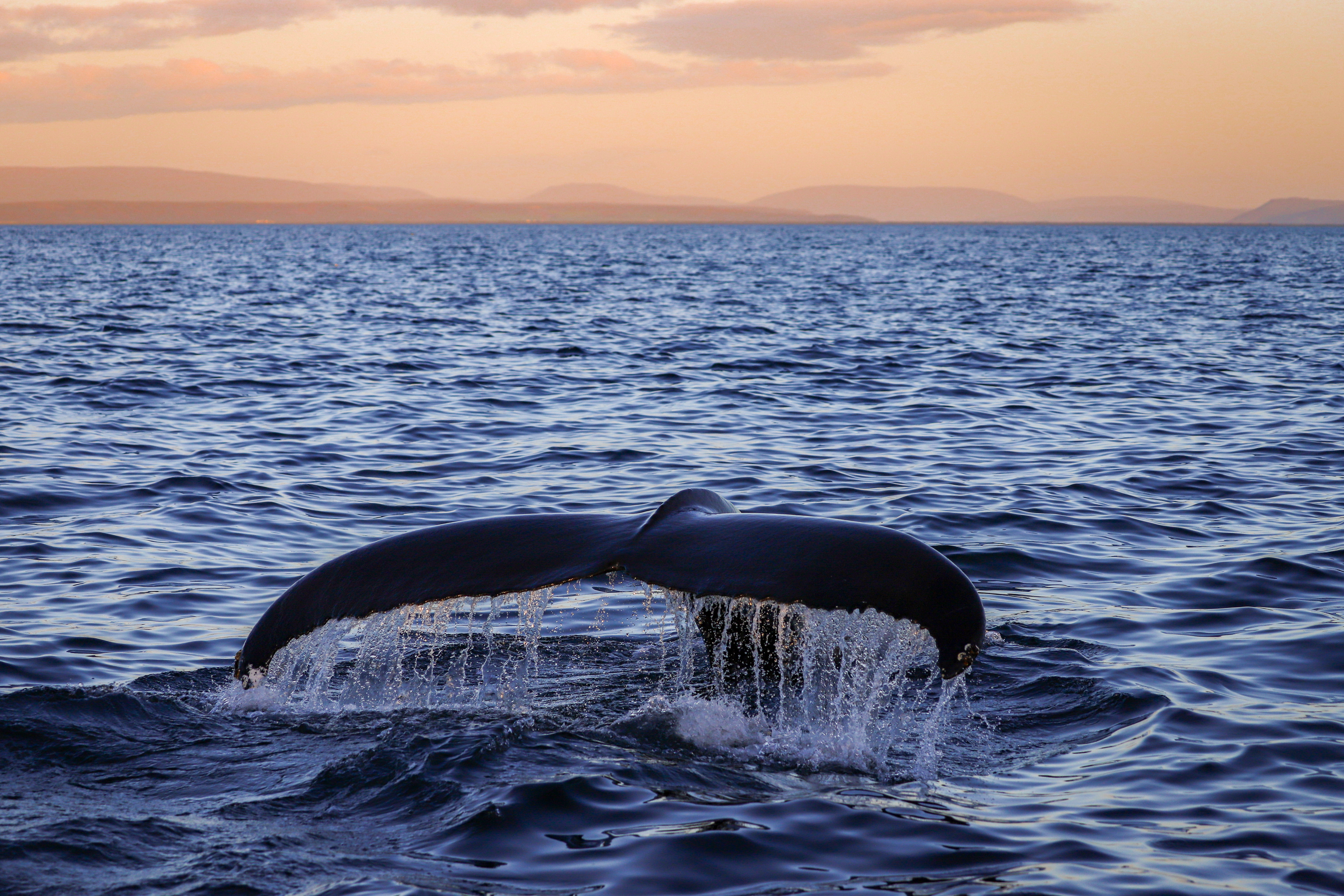 AS THE SUN GOES DOWN | Gentle Giants Whale Watching Husavik Iceland