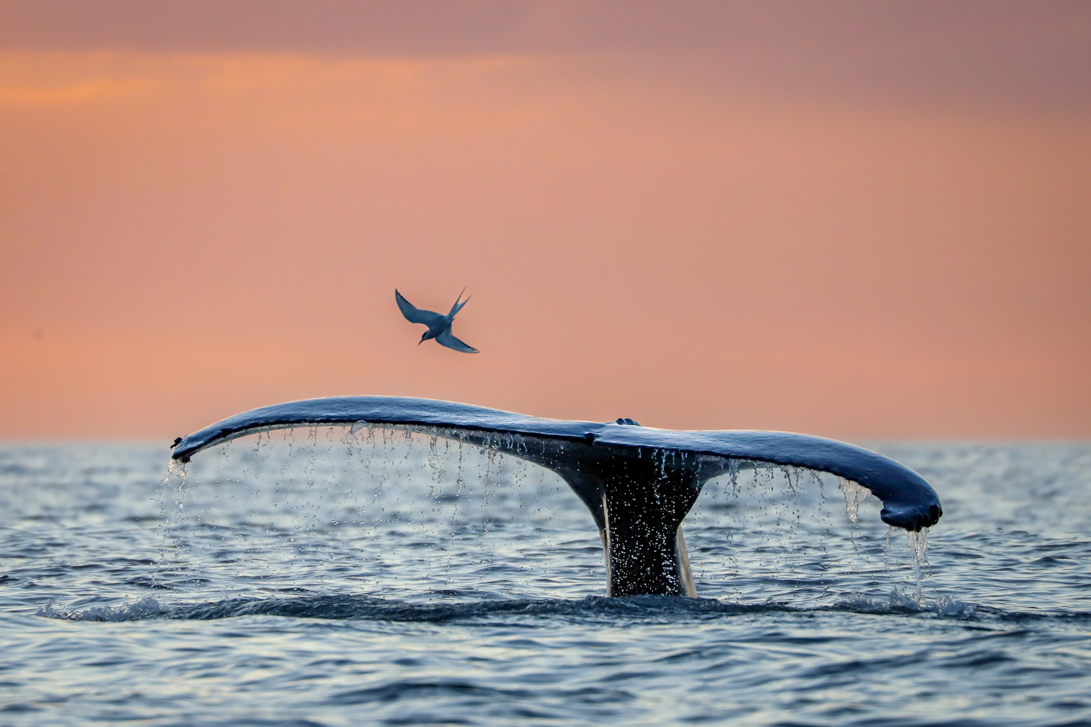 AS THE SUN GOES DOWN | Gentle Giants Whale Watching Husavik Iceland