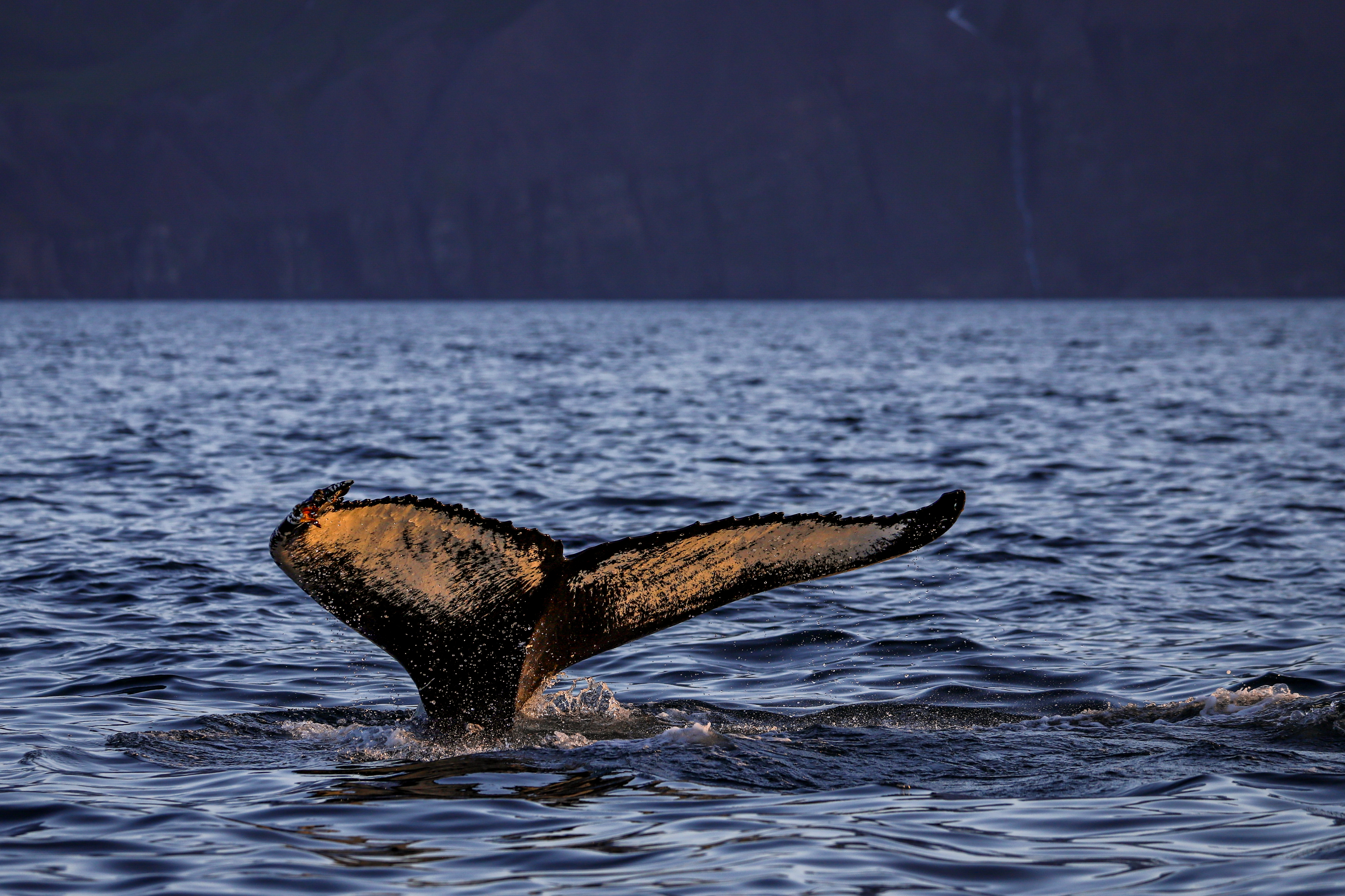 AS THE SUN GOES DOWN | Gentle Giants Whale Watching Husavik Iceland