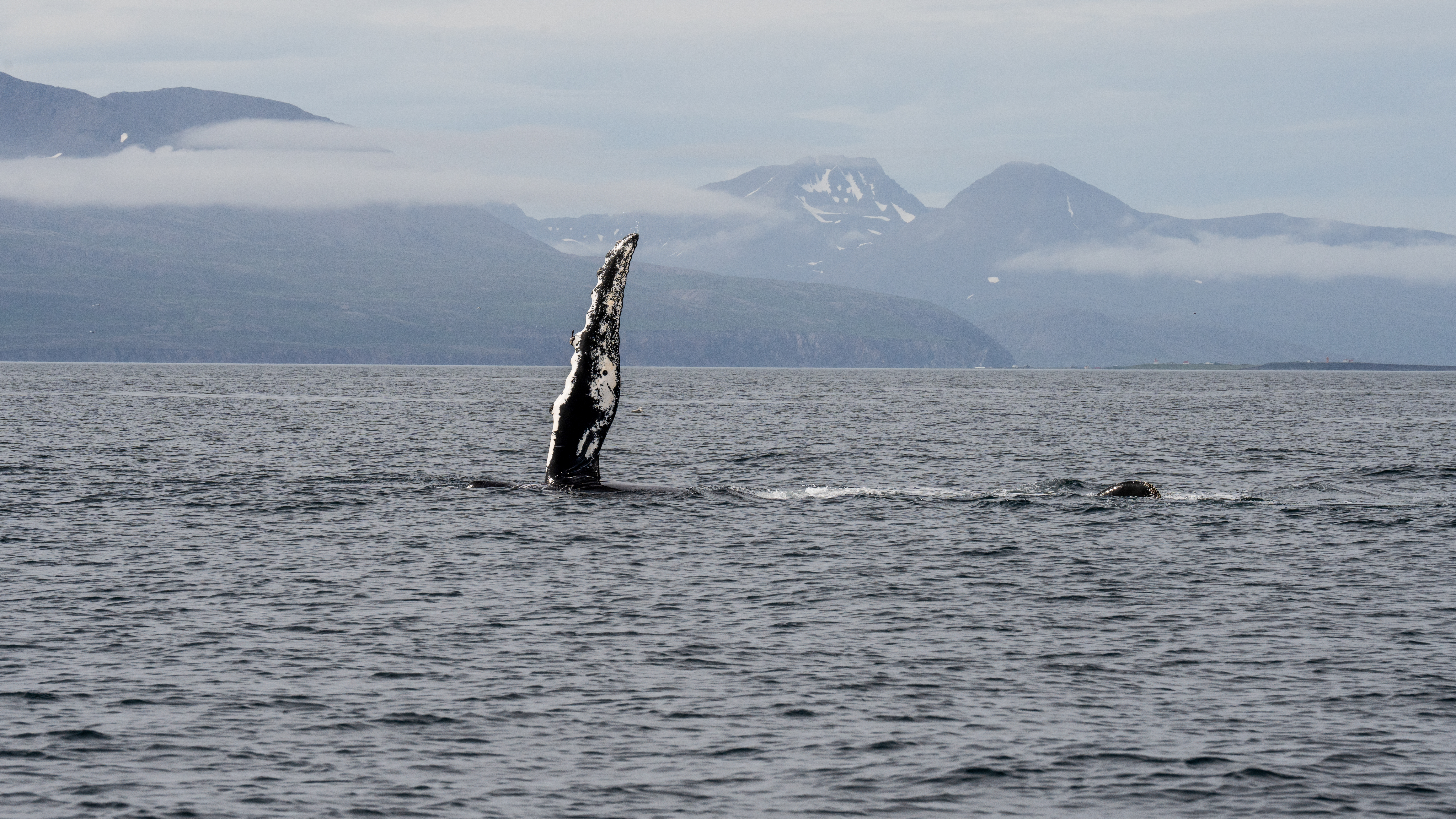 WHALE WITH WINGS | Gentle Giants Whale Watching Husavik Iceland