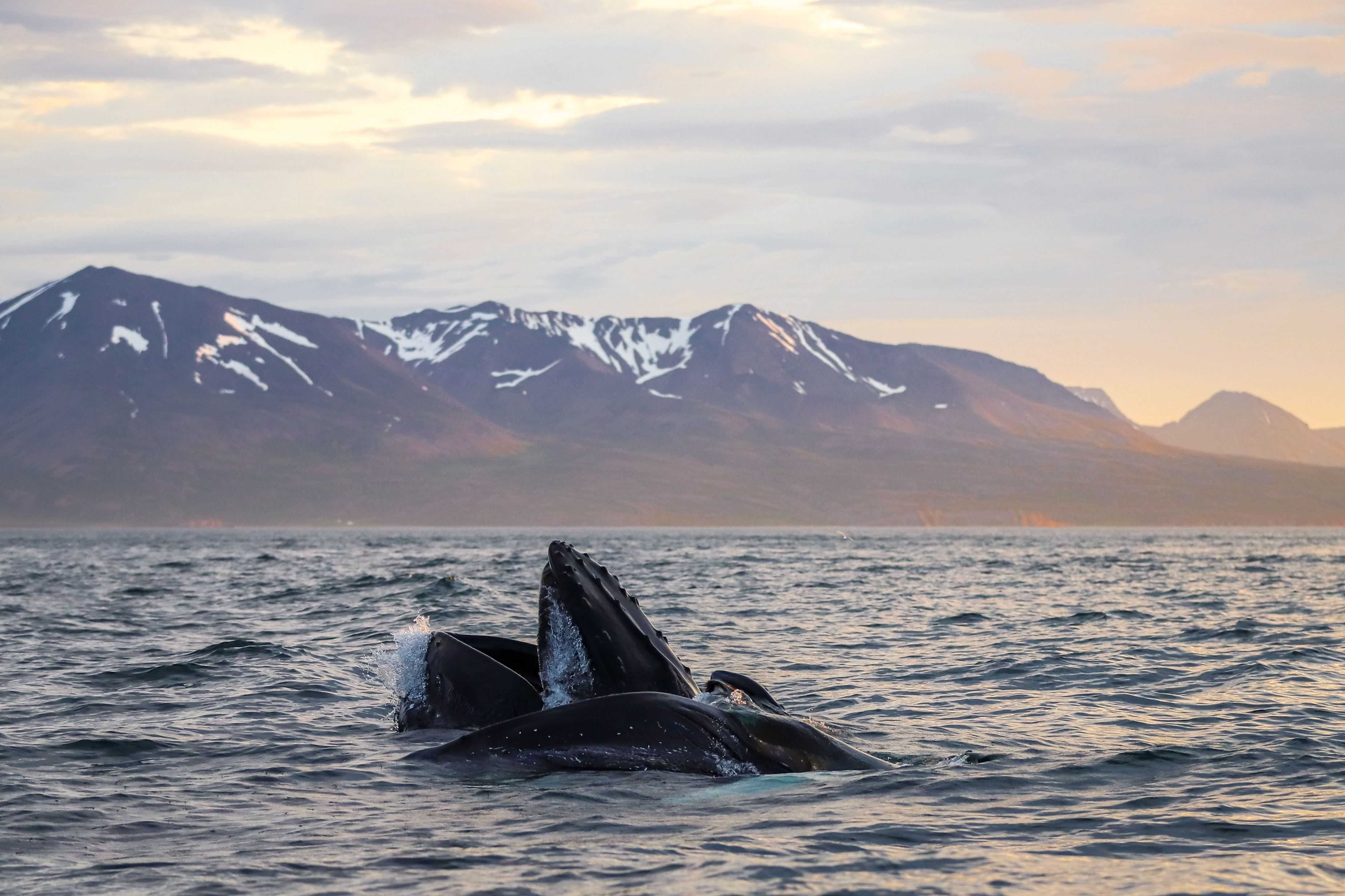 IT’S ALL ABOUT THE BLUBBER | Gentle Giants Whale Watching Husavik Iceland