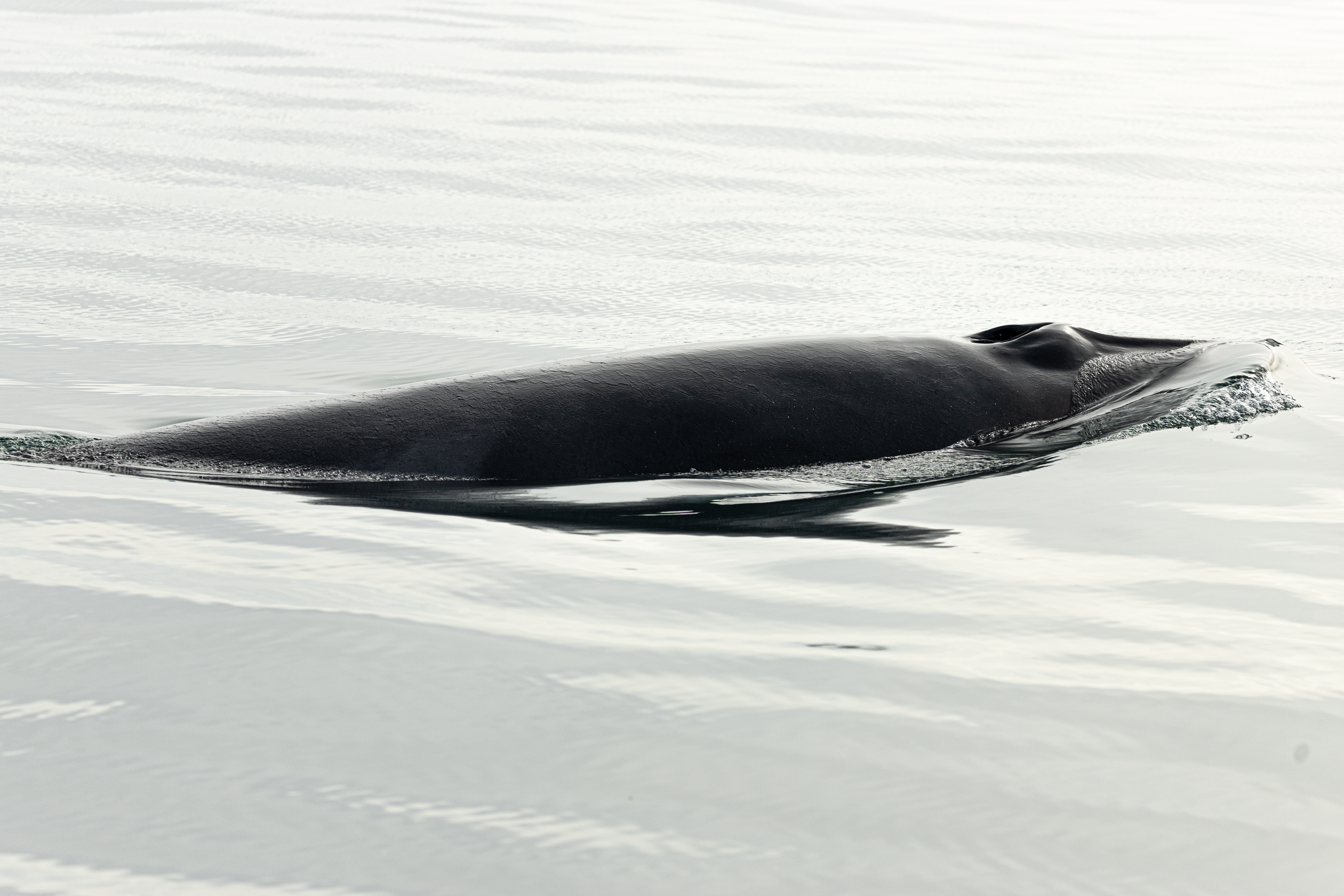 HEY SNEAKY STINKY MINKE! | Gentle Giants Whale Watching Husavik Iceland