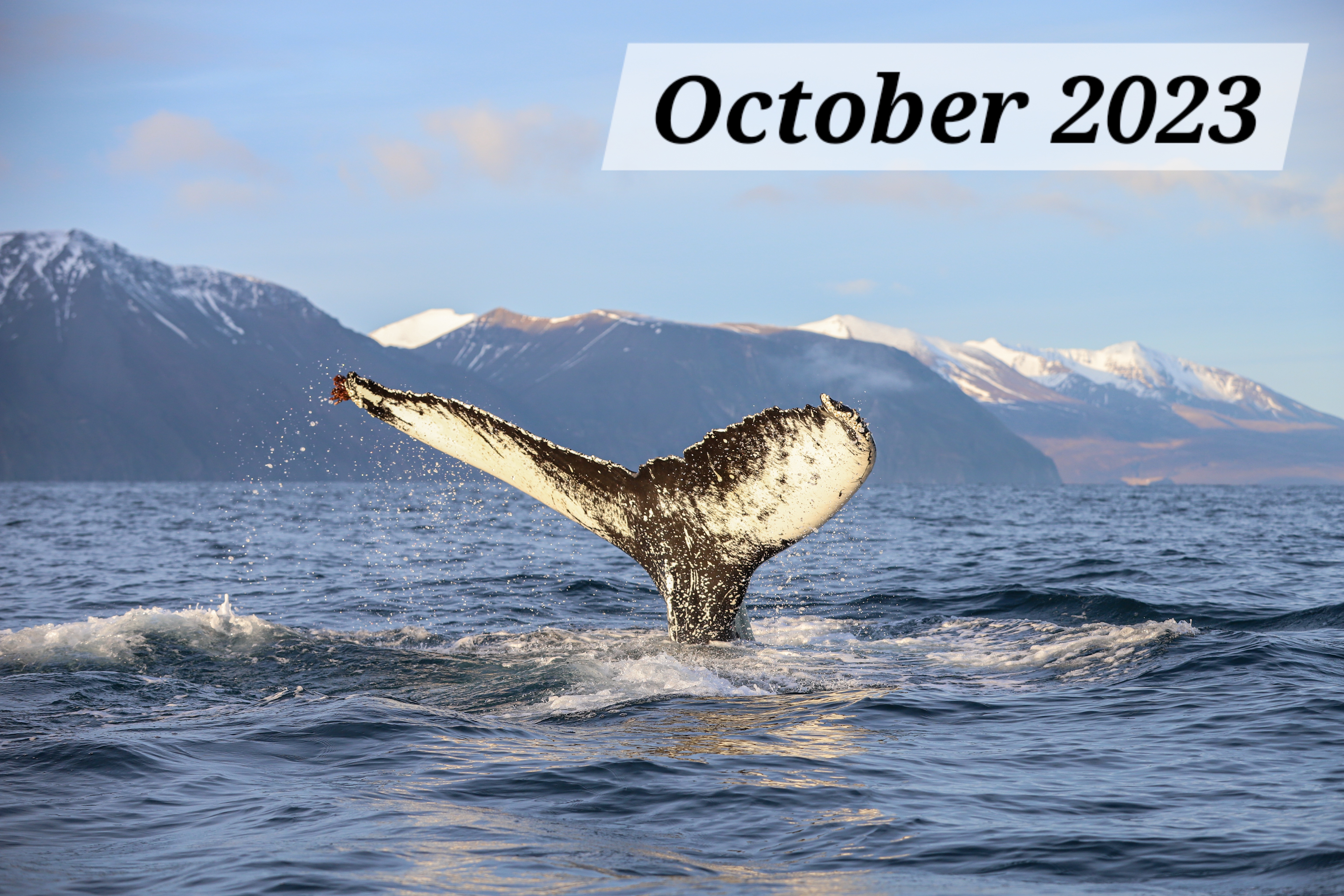 WELCOME BACK EVERO | Gentle Giants Whale Watching Husavik Iceland