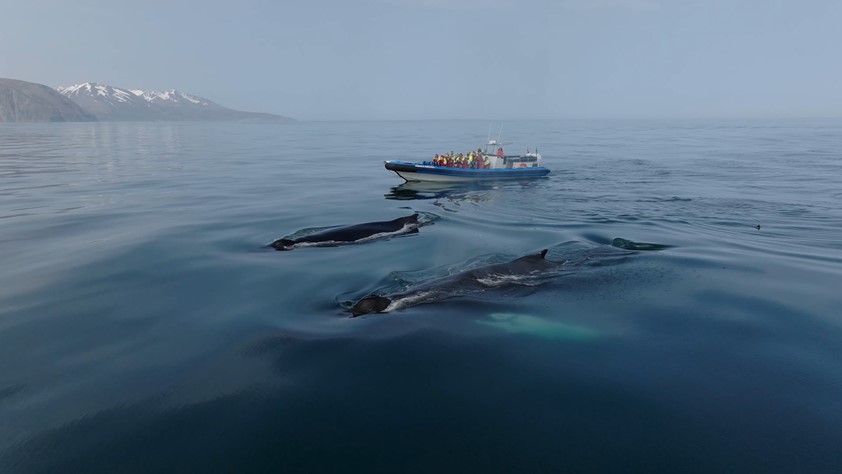 Two humpback whales by RIB speedboat Husavik whale watching