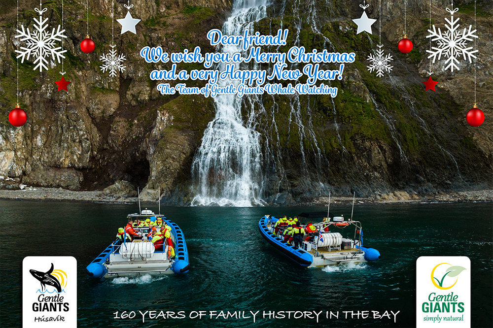 Christmas Greeting Gentle Giants Whale Watching Husavik Iceland 2024