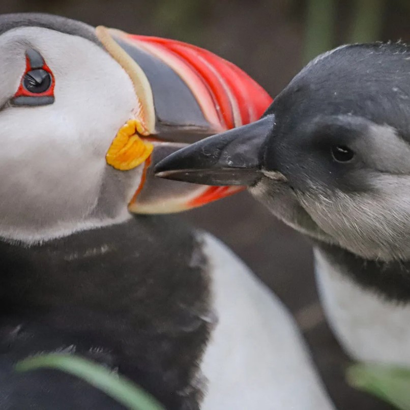 Puffin and puffling Skjalfandi Bay Iceland