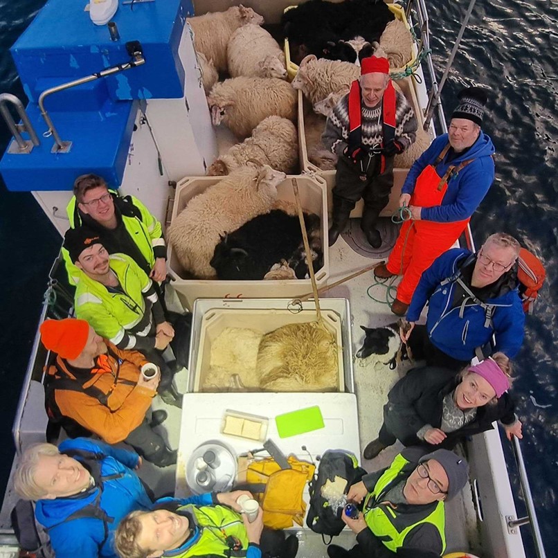 Sheep collection Aþena mountains