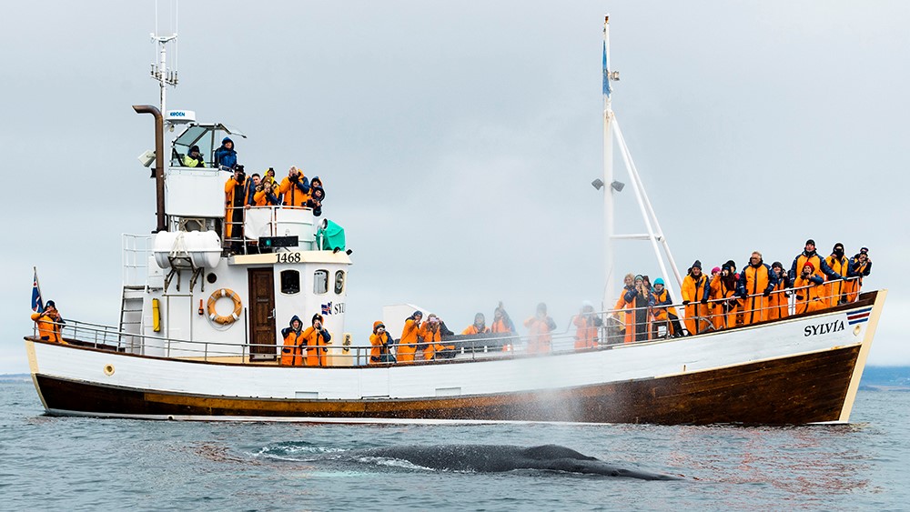 Humpback whale in front of eco-friendly Icelandic oak vessel Sylvía