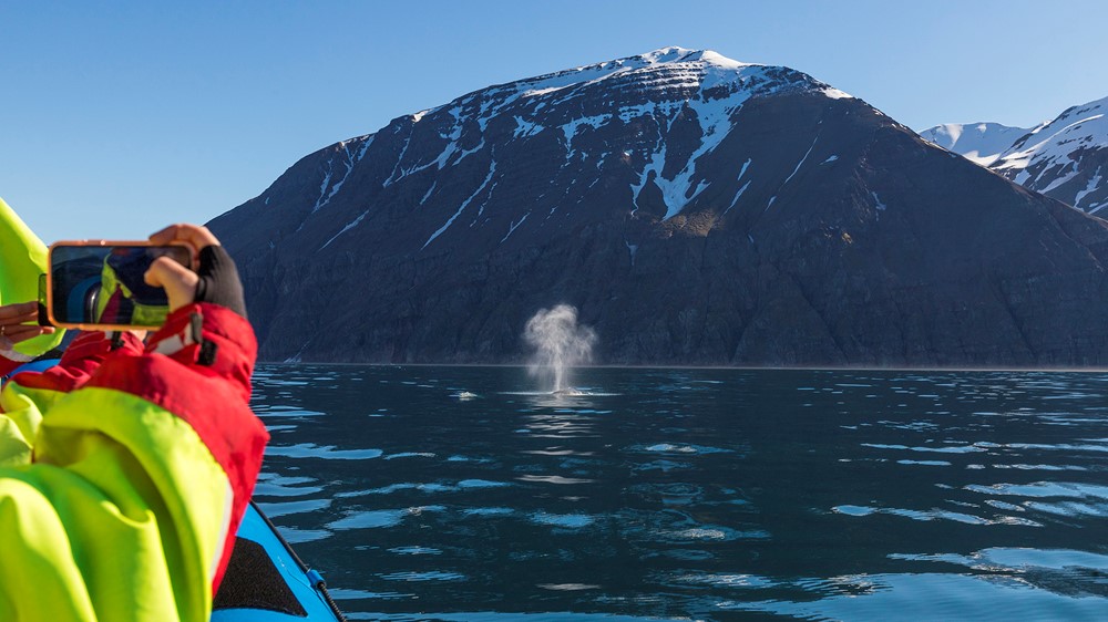 Everything you need to know about your Husavik Whale Watching tour, Iceland
