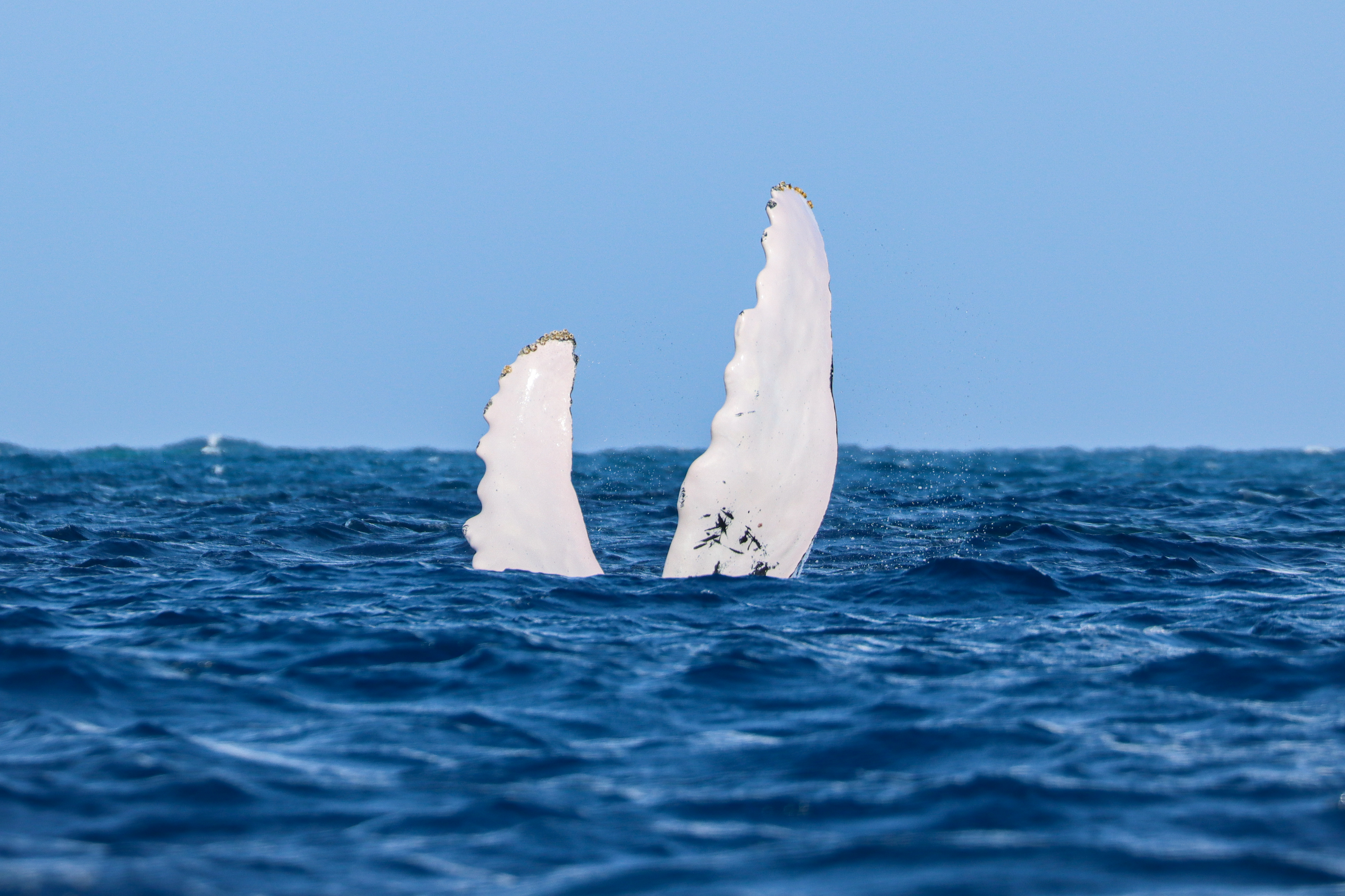 CHASING THE HORIZON | Gentle Giants Whale Watching Husavik Iceland