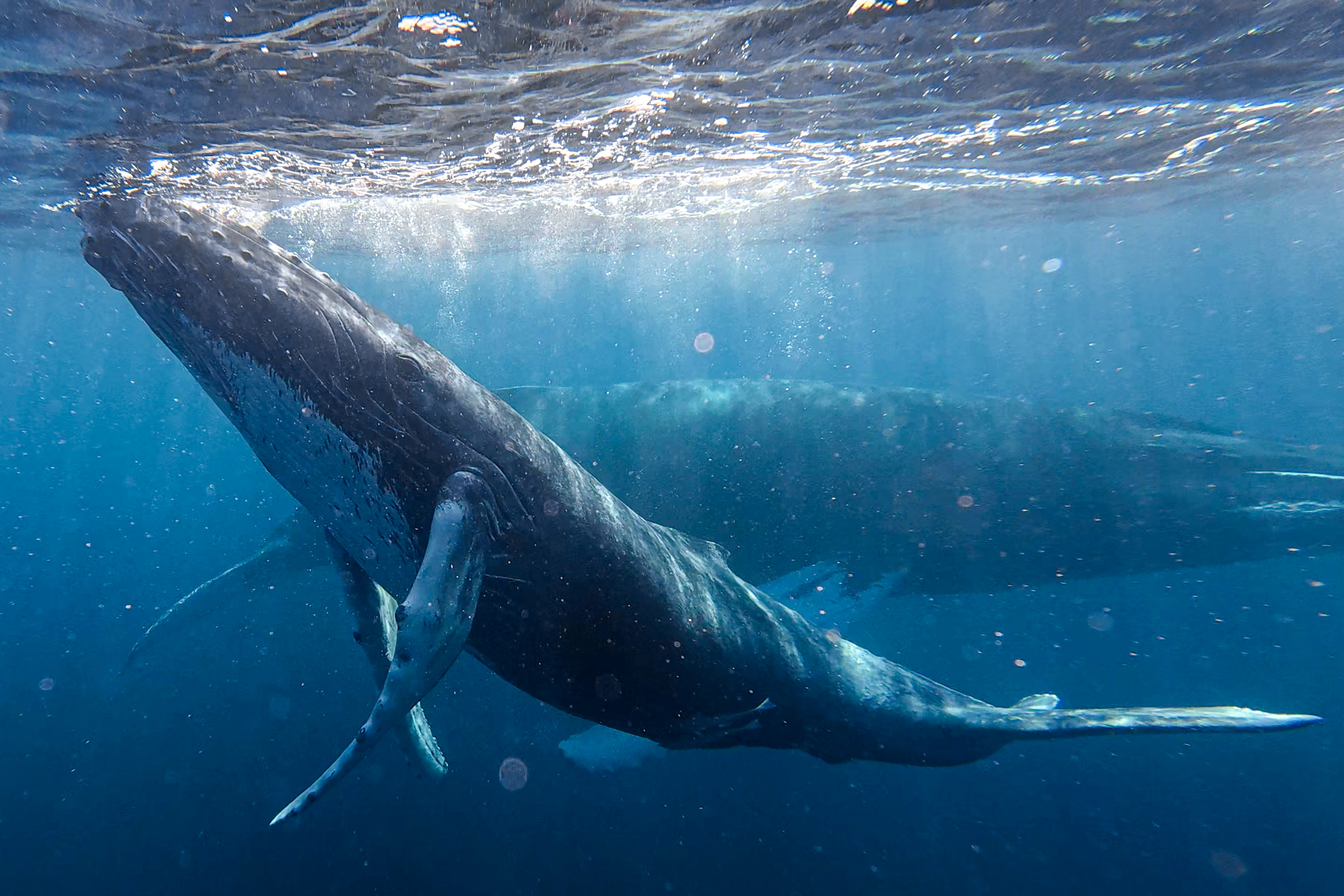 FOLLOWING THE PATHS OF THE WHALES (PART II) | Gentle Giants Whale ...