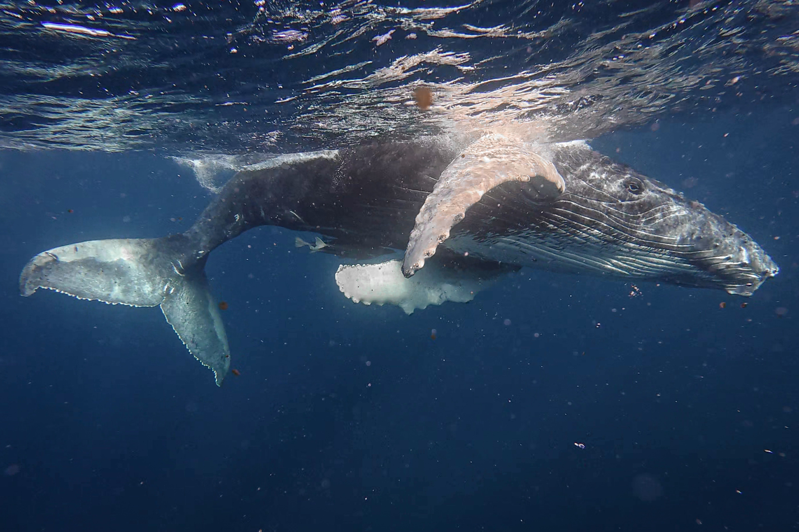 FOLLOWING THE PATHS OF THE WHALES (PART II) | Gentle Giants Whale ...