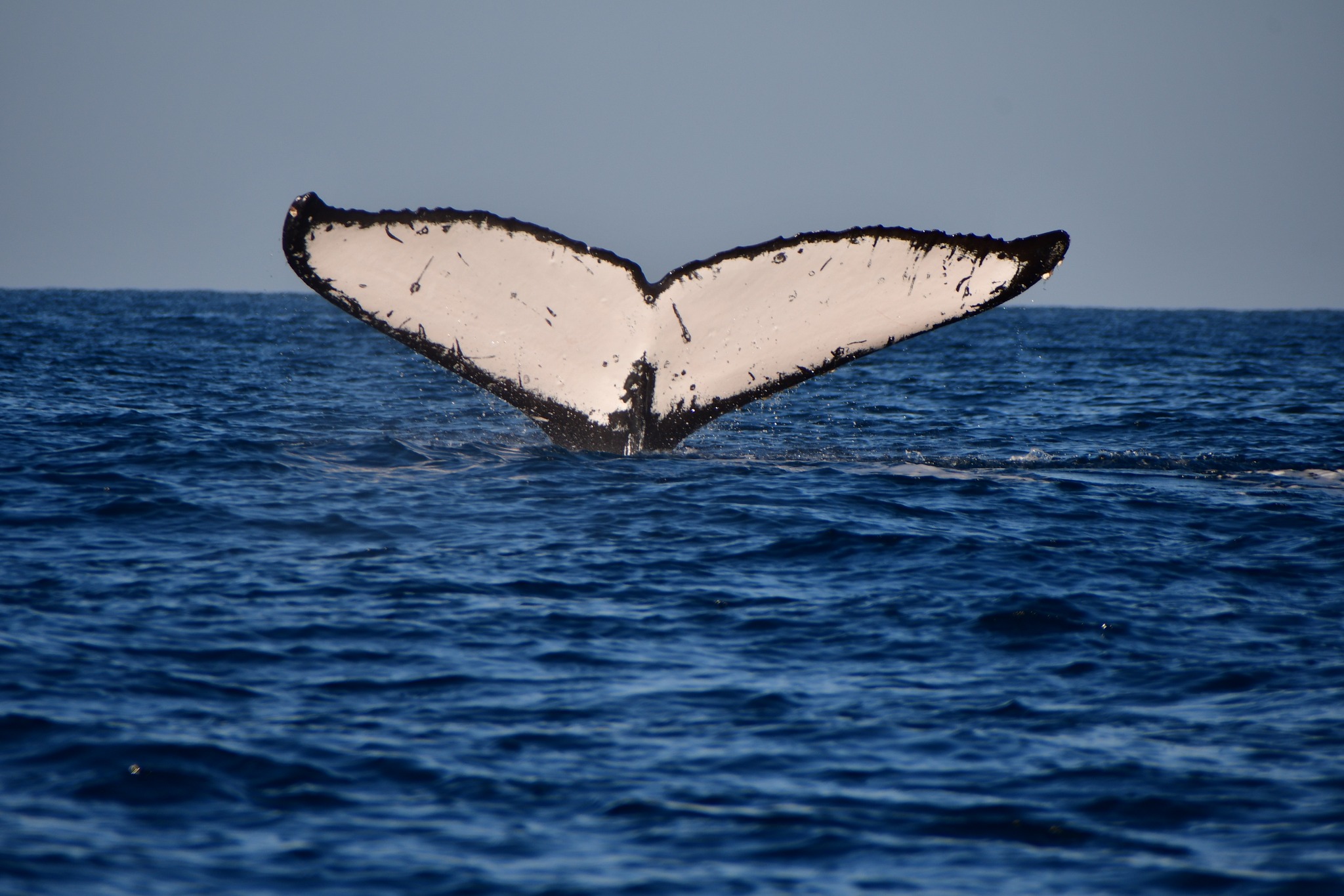 FOLLOWING THE PATHS OF THE WHALES (PART I) | Gentle Giants Whale ...