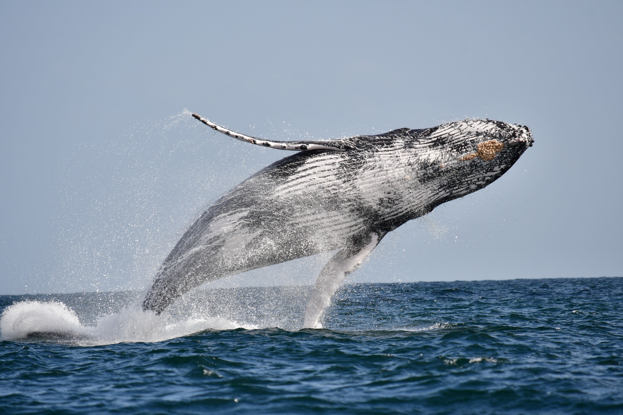 FOLLOWING THE PATHS OF THE WHALES (PART I) | Gentle Giants Whale ...
