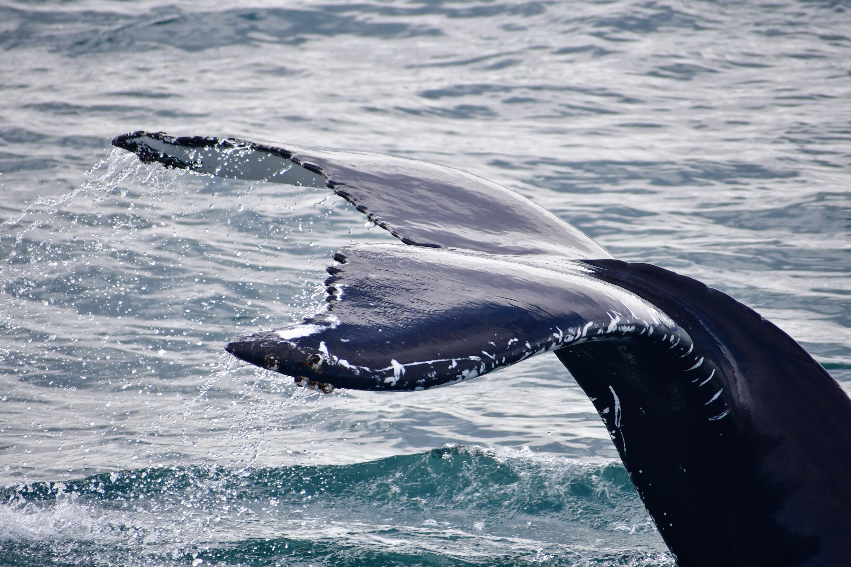 FINISHING APRIL IN STYLE | Gentle Giants Whale Watching Husavik Iceland