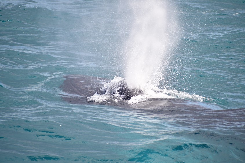 whale's blow