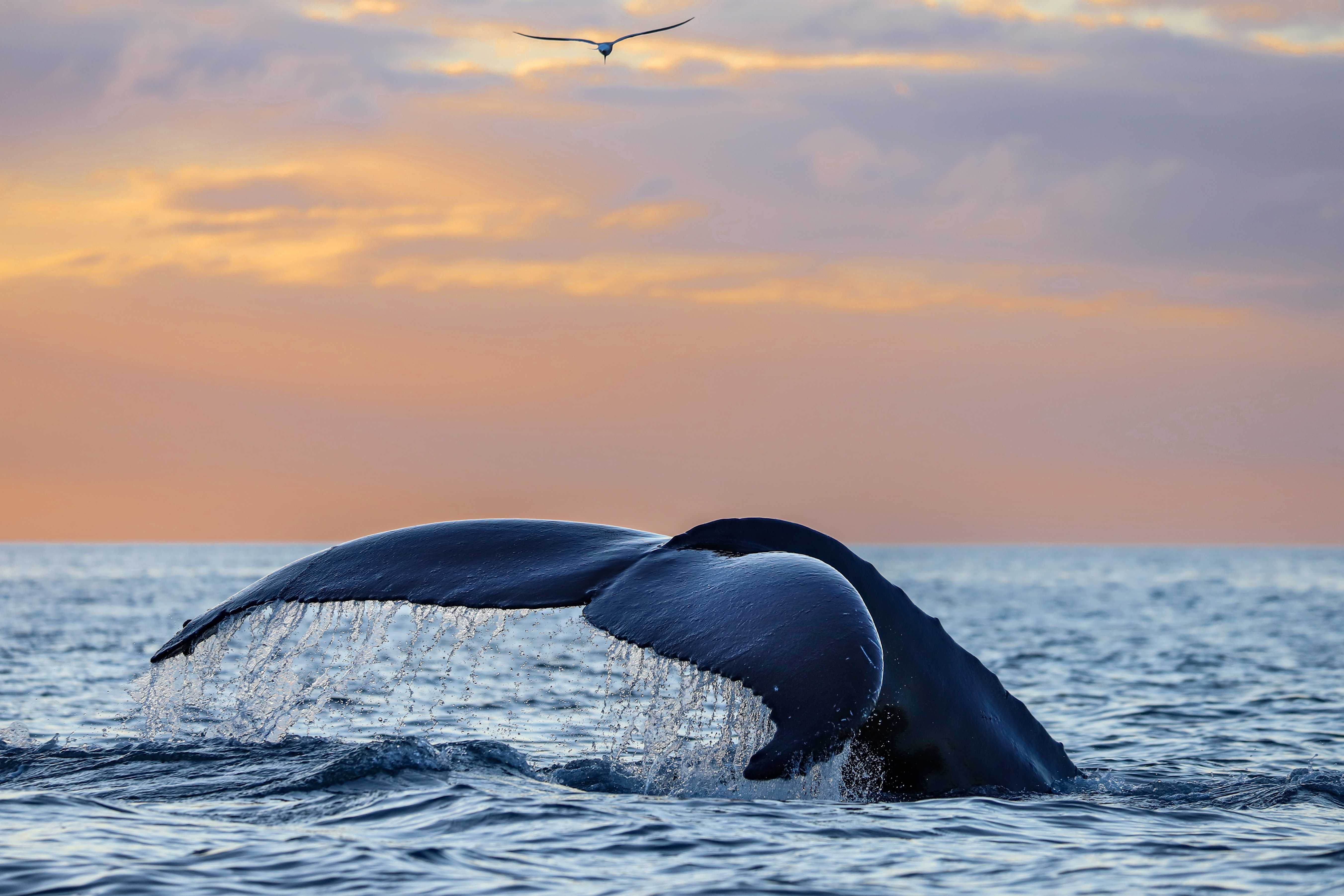 EVENING WHALE WATCHING IS BACK | Gentle Giants Whale Watching Husavik ...