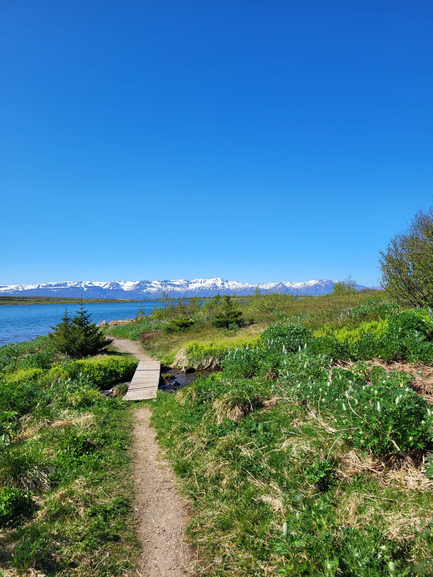FROM WHALE TAILS TO FOREST TRAILS: DICOVERING LAKE BOTNSVATN | Gentle ...