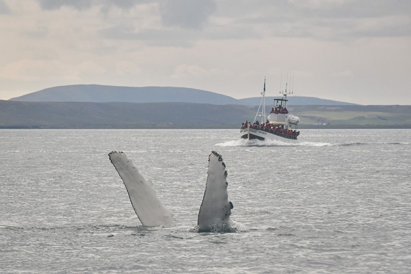 Flipper-slapping humpback by oak boat Faldur, Iceland whale watching