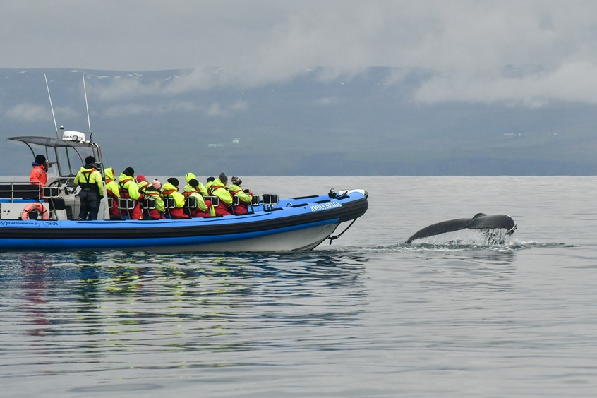 RIB whale watching from Husavik, Iceland, humpback fluking
