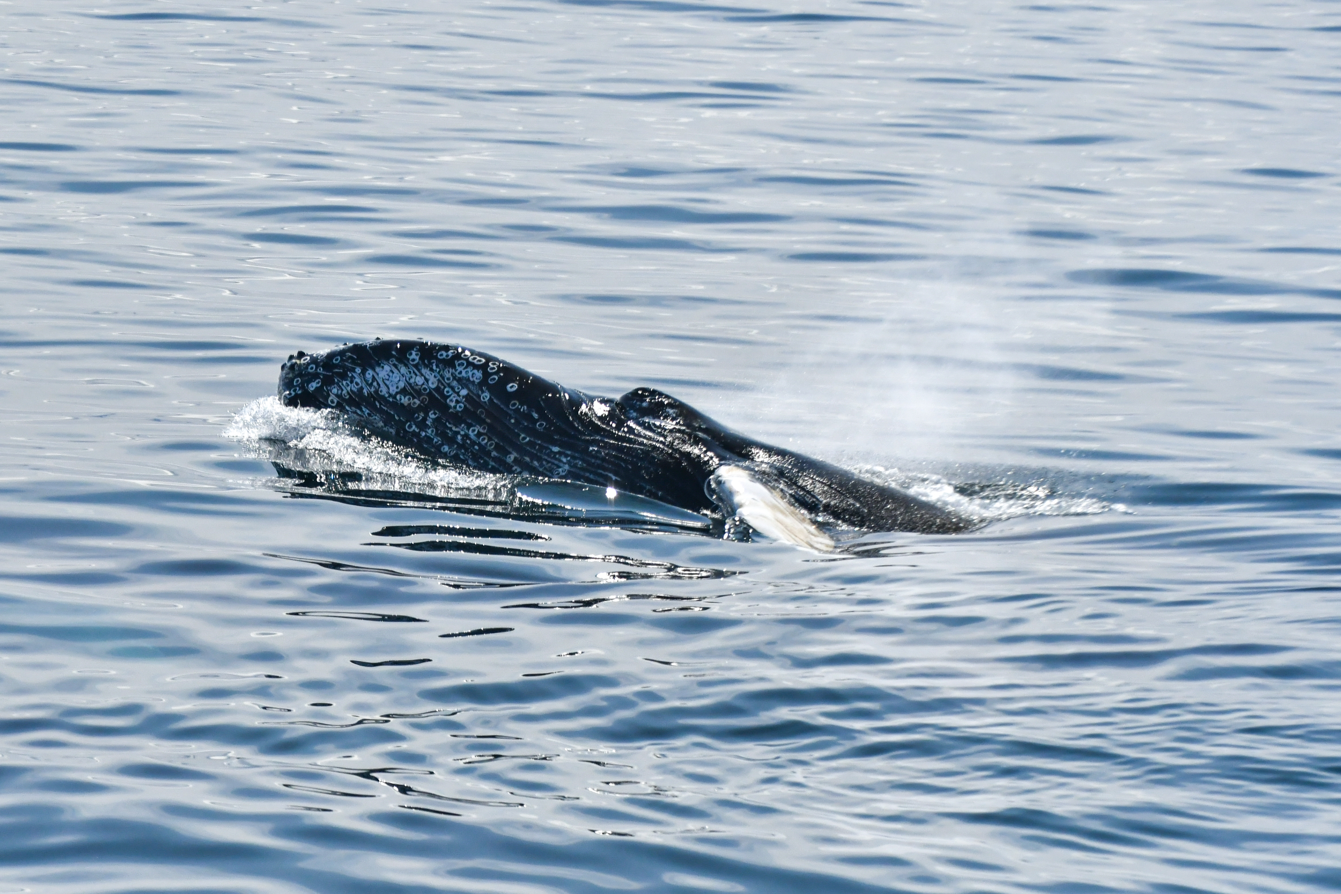 A WHALE'S ALL YOU CAN EAT BUFFET | Gentle Giants Whale Watching Husavik ...