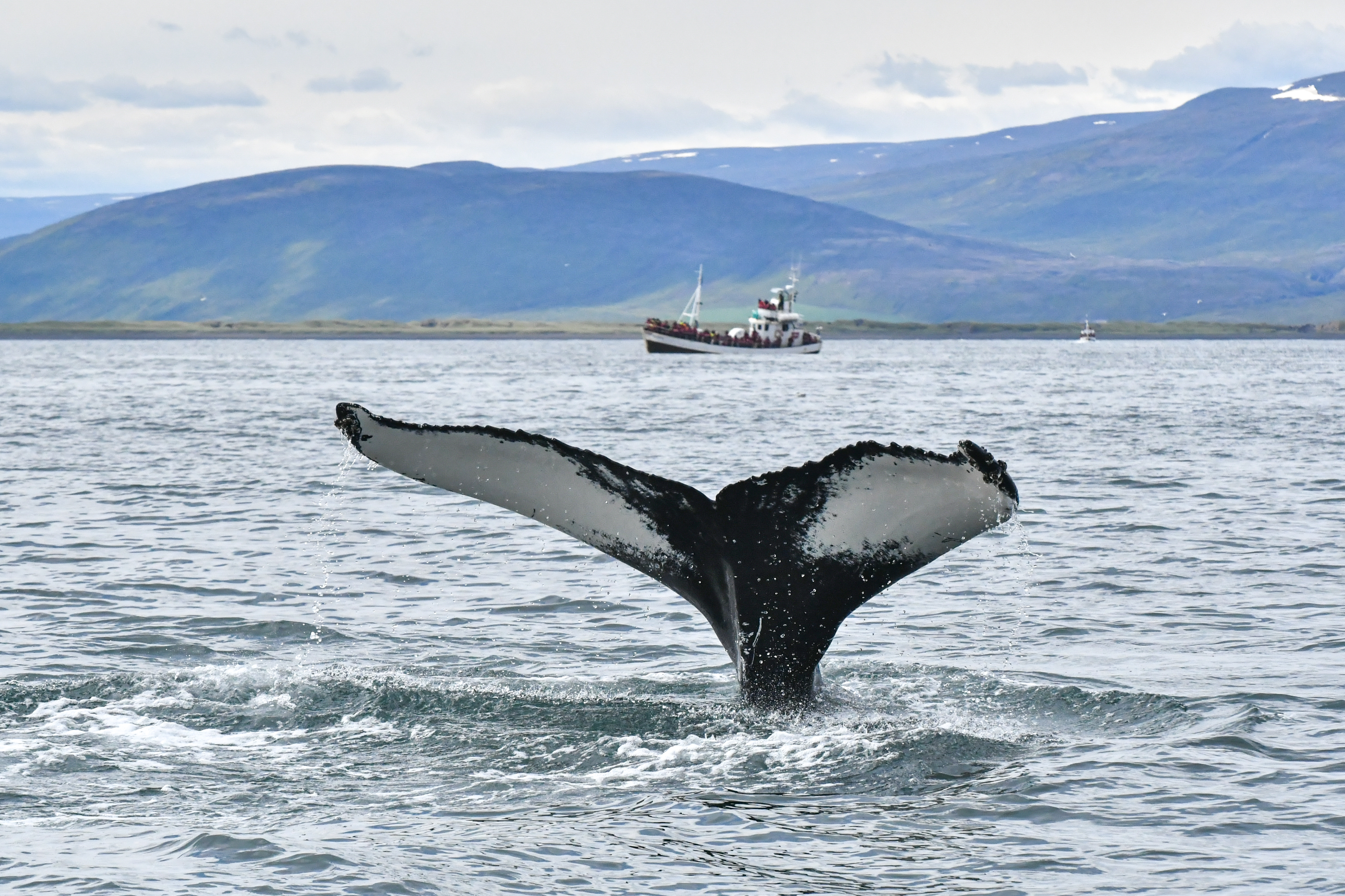 A WHALE'S ALL YOU CAN EAT BUFFET | Gentle Giants Whale Watching Husavik ...