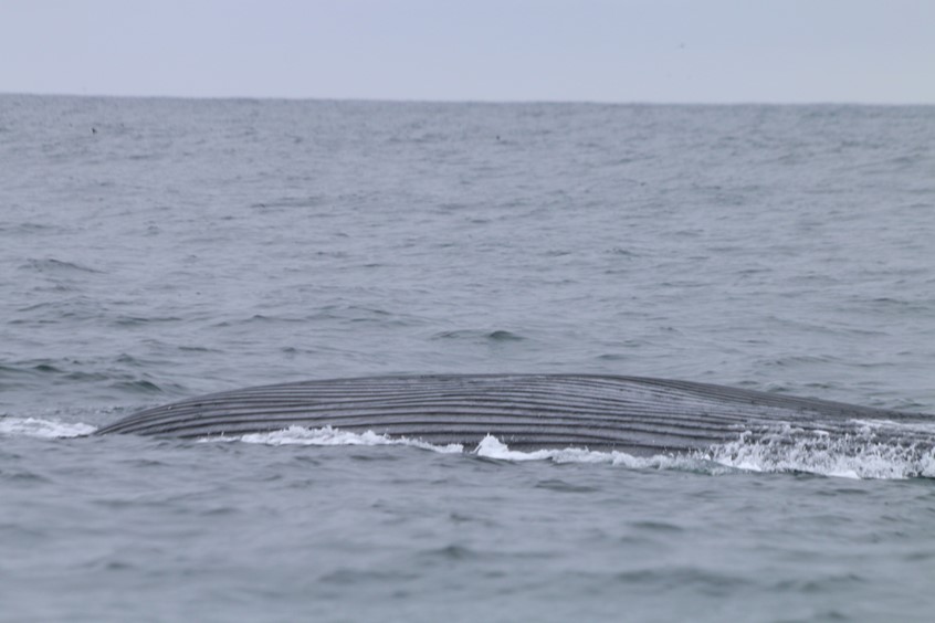 Blue Whale rolling