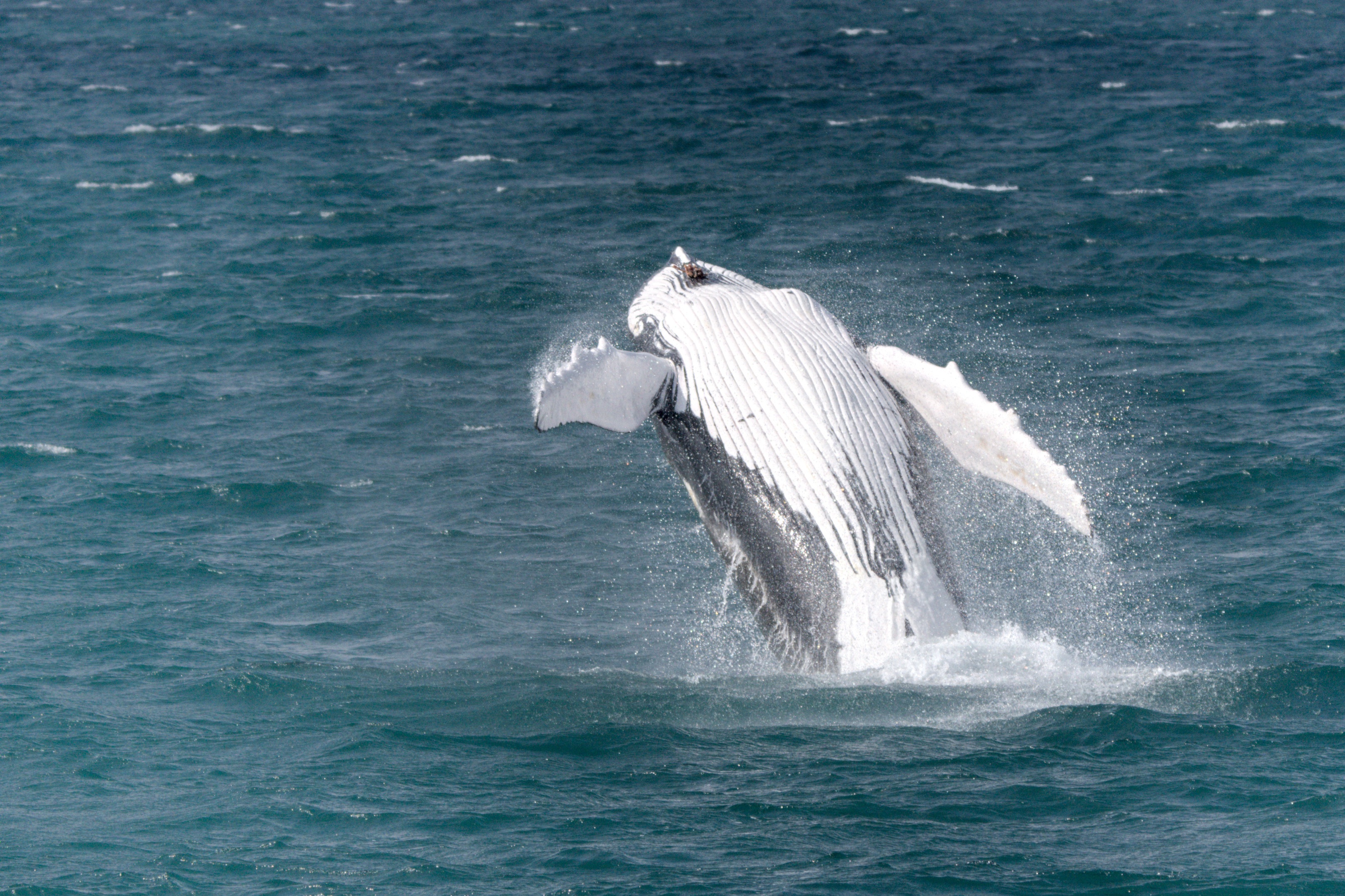WHEN THE SEA GETS WILD | Gentle Giants Whale Watching Husavik Iceland