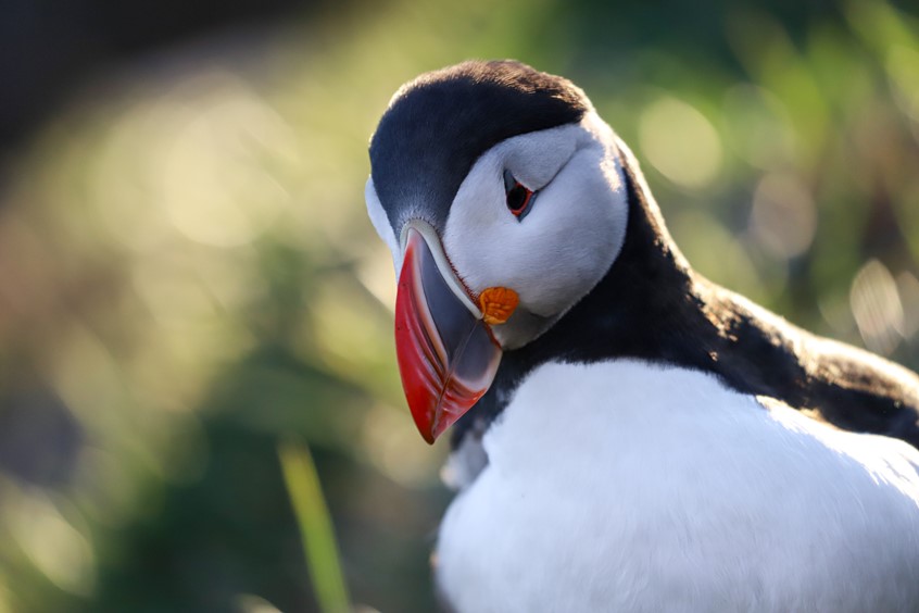 Puffins Skjálfandi Bay, Husavik, Iceland with Gentle Giants