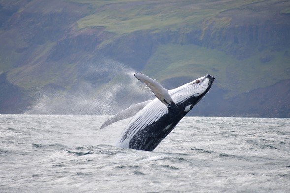 jumping humpback whale
