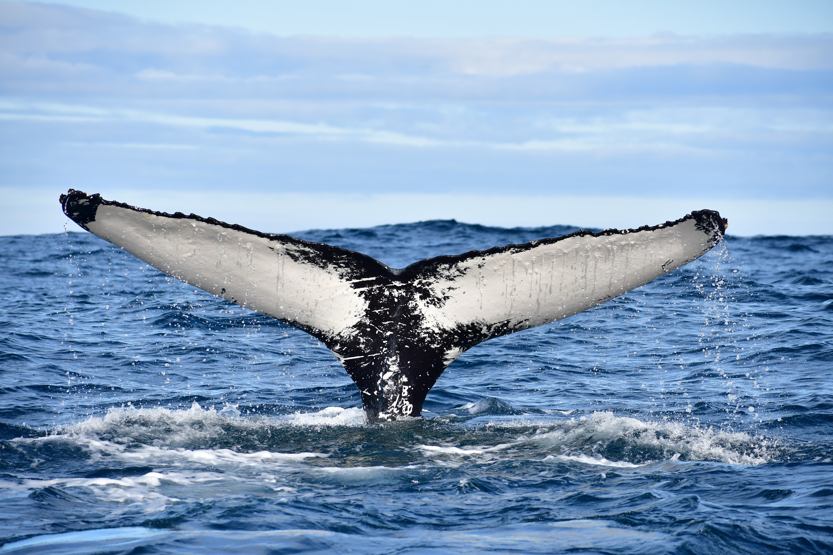 HOW WE CAN HELP PROTECT THE OCEAN AND MARINE MAMMALS | Gentle Giants ...