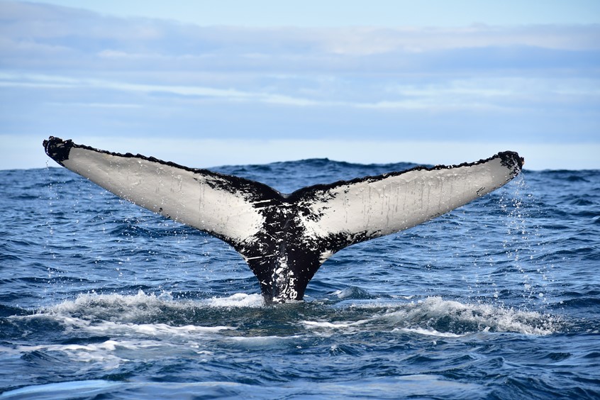humpback whale fluke blue
