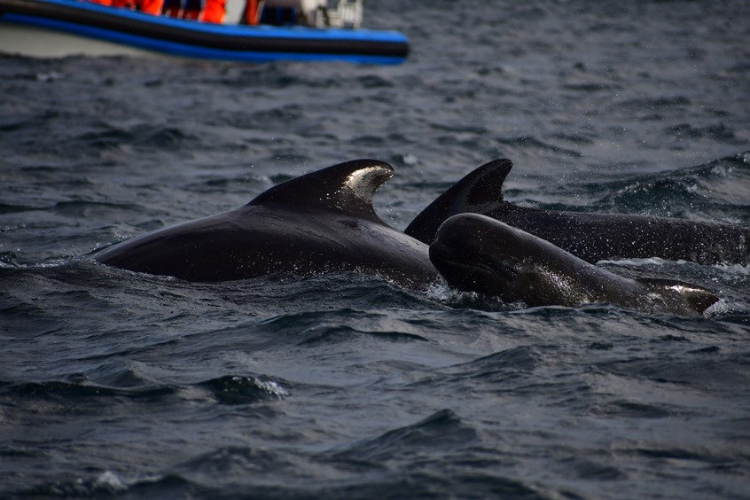 Pilot whales in Skjálfandi Bay, responsible whale watching from Iceland with Gentle Giants