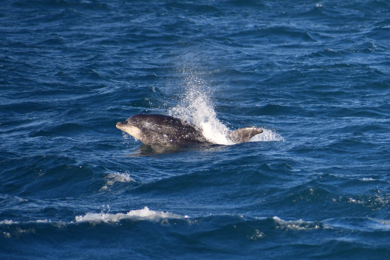 WHEN THE OCEAN THROWS A RARE PARTY | Gentle Giants Whale Watching ...