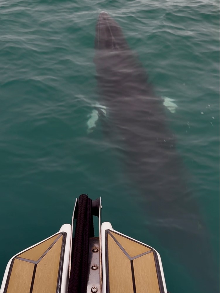 Baby minke whale bow riding