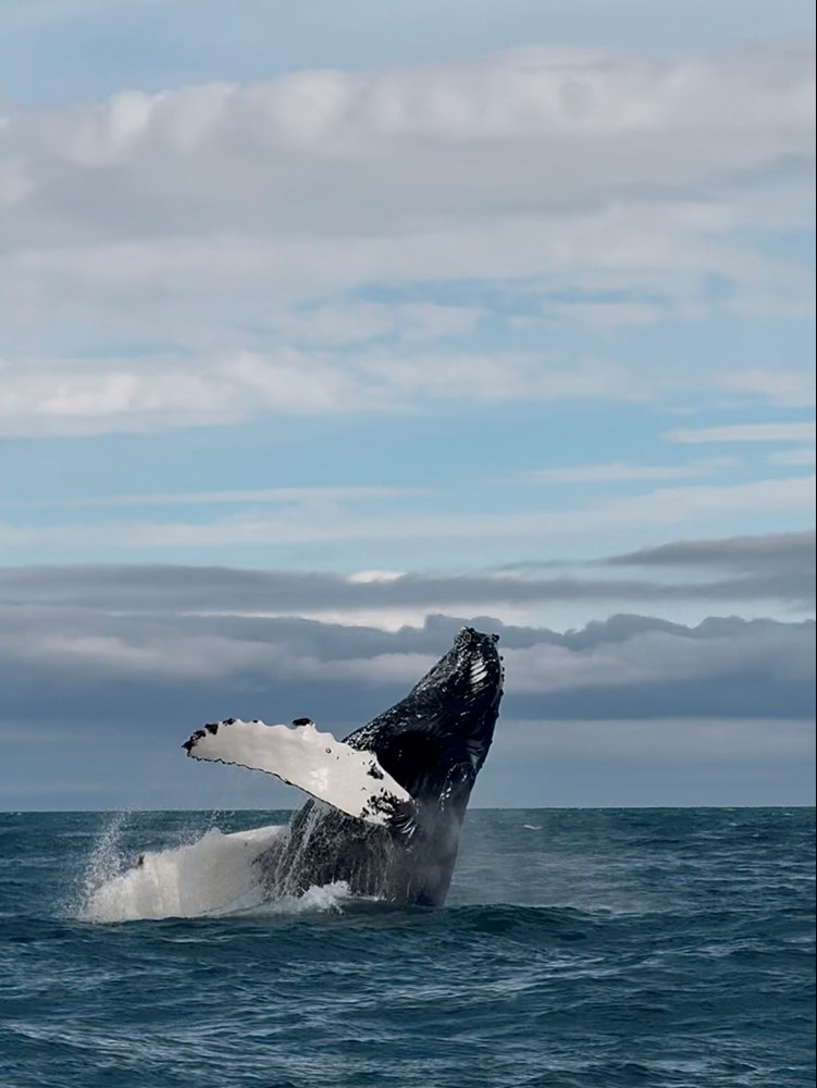 humpback whale breaching