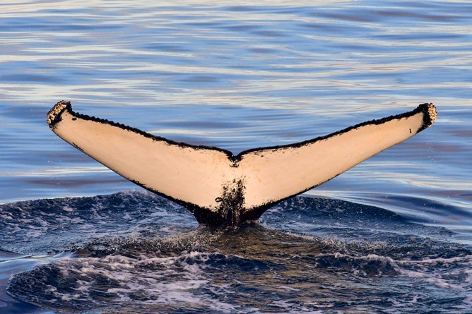 whale diving in sunset