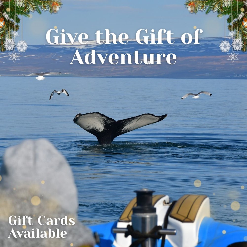 Gift card whale watching Iceland, give an adventure from Husavik