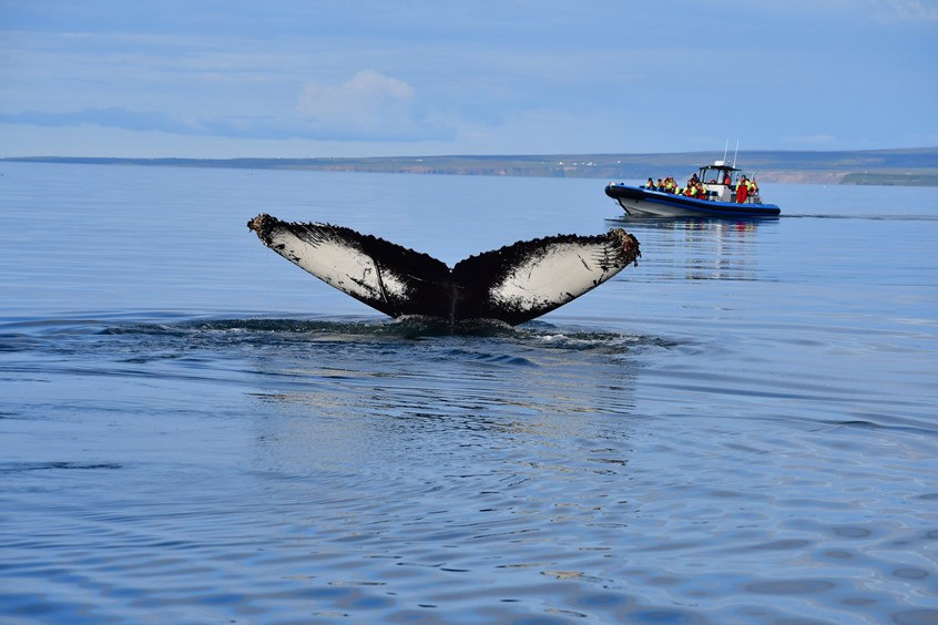 Humpback flukes and RIB speedboat from Husavik, Iceland, Skjálfandi Bay