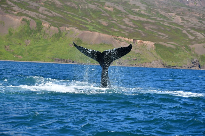 Humpback flukes Skjalfandi Bay from Iceland